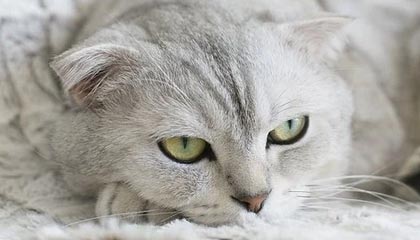 kaiyun app-成都兴城主场胜利，保持不败战绩，2020赛季成都兴城主场门票