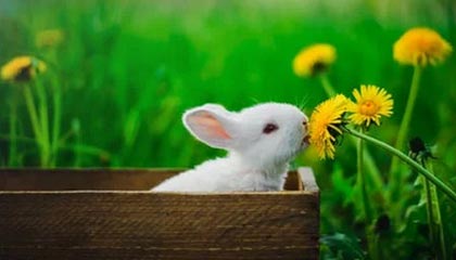 kaiyun app-成都兴城主场胜利，保持不败战绩，2020赛季成都兴城主场门票